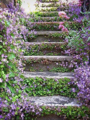 Lavender-colored flowers on stairs