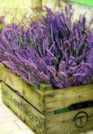 Lavender - in box