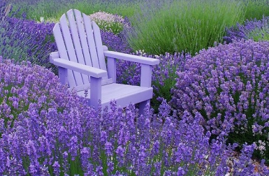 Lavender - with chair
