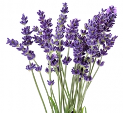 lavender (1)